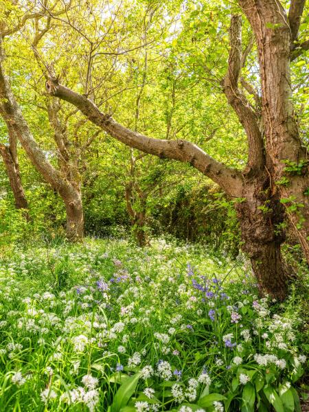 photo 45 Elzenlaan 30